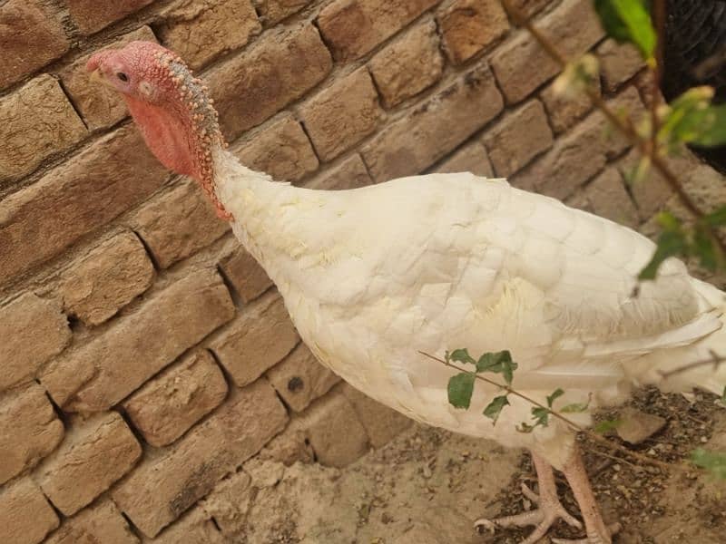 turkey bird fully active in white colour 1