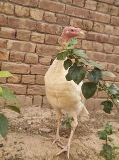 turkey bird fully active in white colour