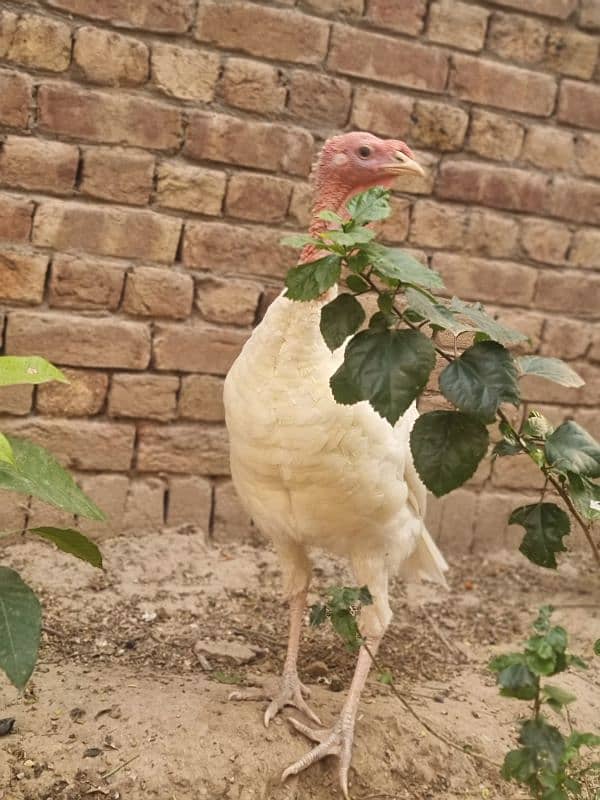 turkey bird fully active in white colour 0