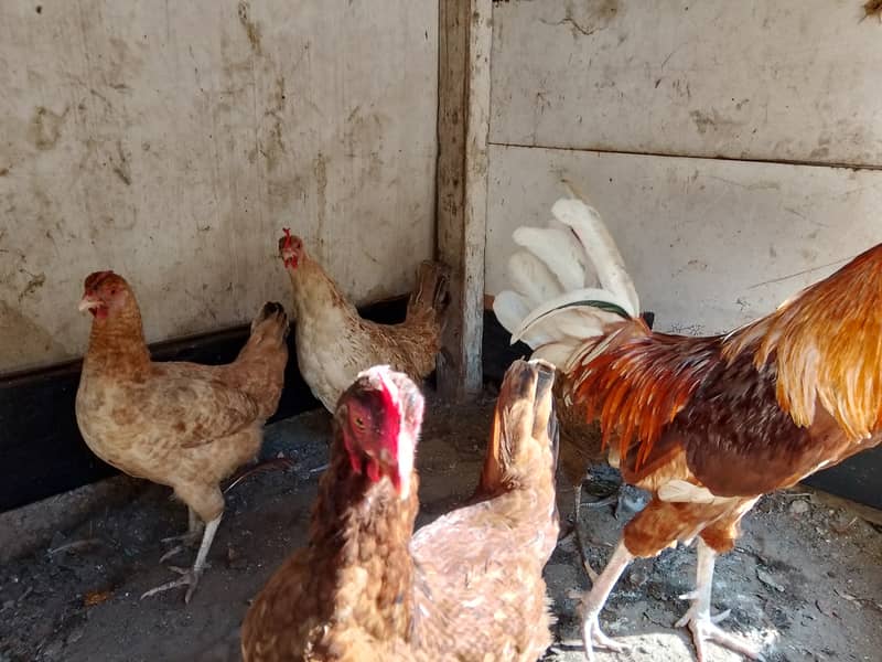 Misri egg lying hens available 0