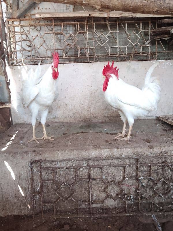 White Farmi Murga, Black Golden Misri Murga 6