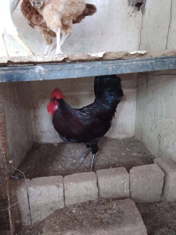 White Farmi Murga, Black Golden Misri Murga 7