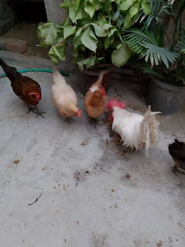 Pure desi hens give eggs 5