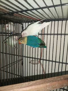 love bird all set up for sale only call 03355000081