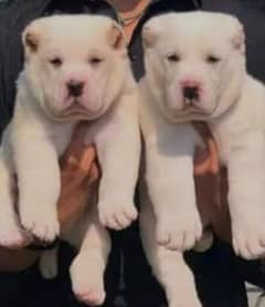 alabai dog pair 2 months for sale security dog