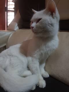 Turkish angora and Turkish van mix breed