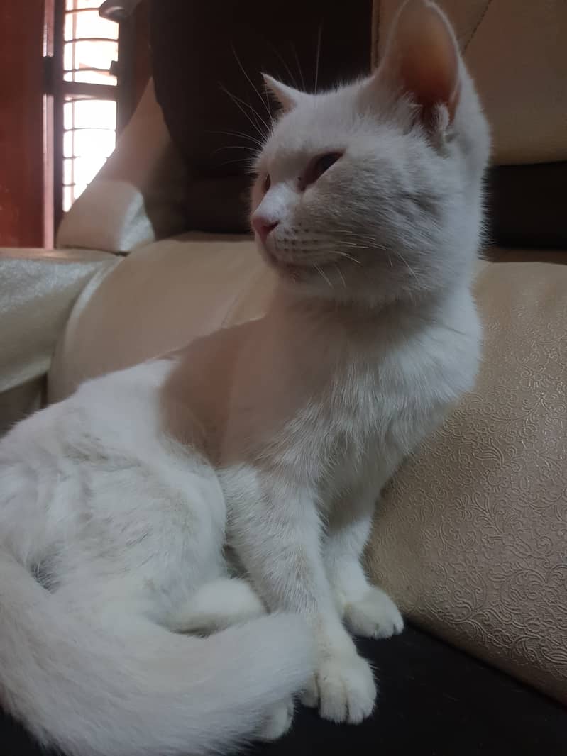 Turkish angora and Turkish van mix breed 0