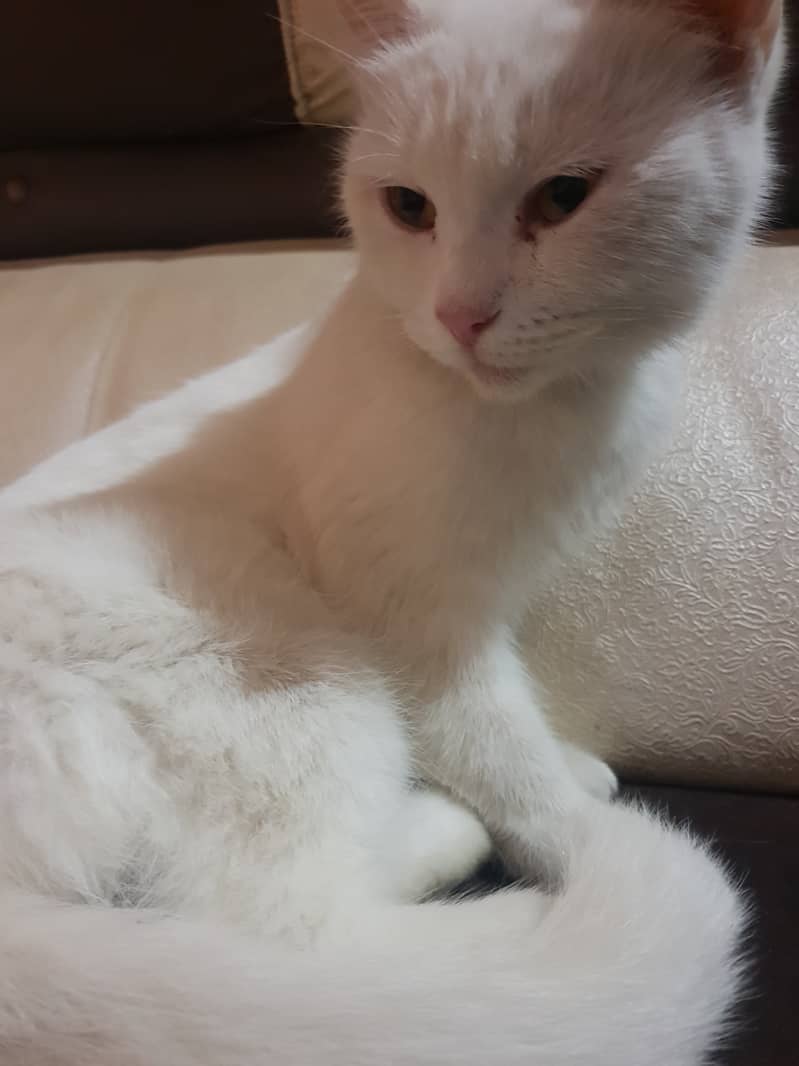 Turkish angora and Turkish van mix breed 1