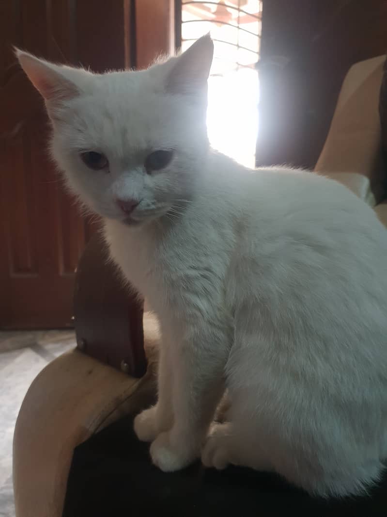 Turkish angora and Turkish van mix breed 2