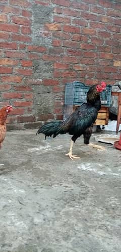 aseel amroha murg for sale