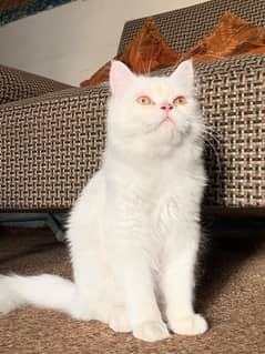 Persian Adult Cat -Female