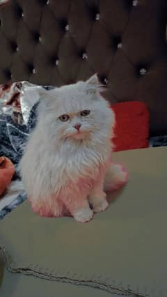 Purebred Persian Cat for Sale - 11 Months Old - Light Brown Color