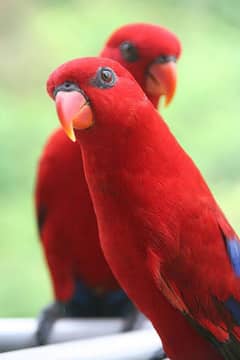 Red Moluccan Lory, Rainbow Lorikeet Chicks, Black Cap Lory Pair