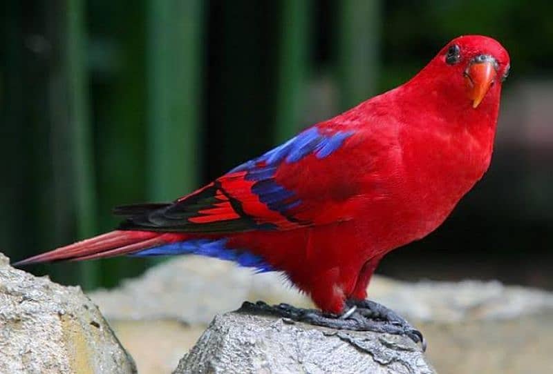 Red Moluccan Lory 1