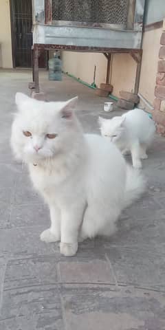 Persian cat male for sale