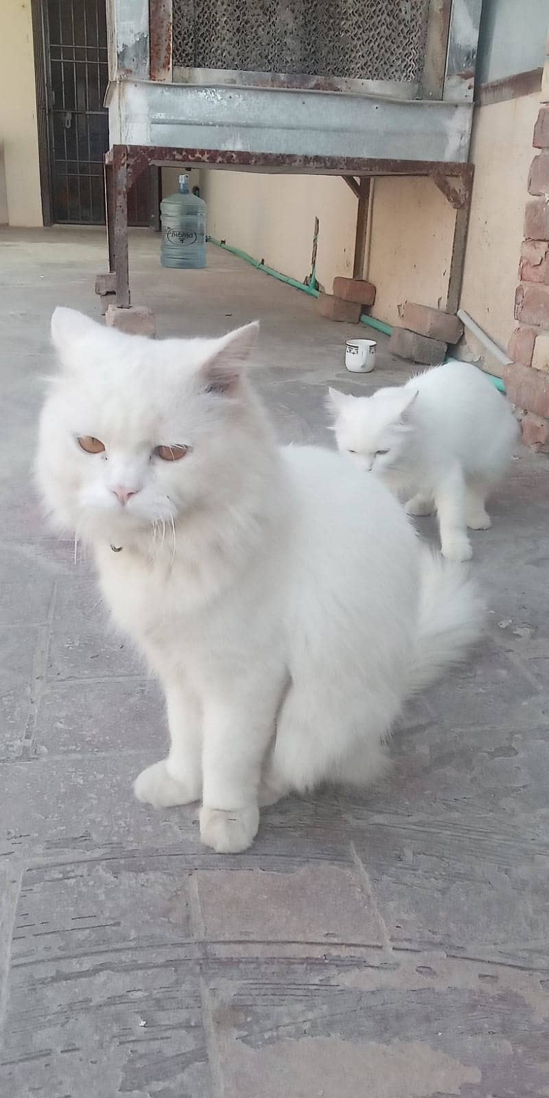 Persian cat male for sale 0