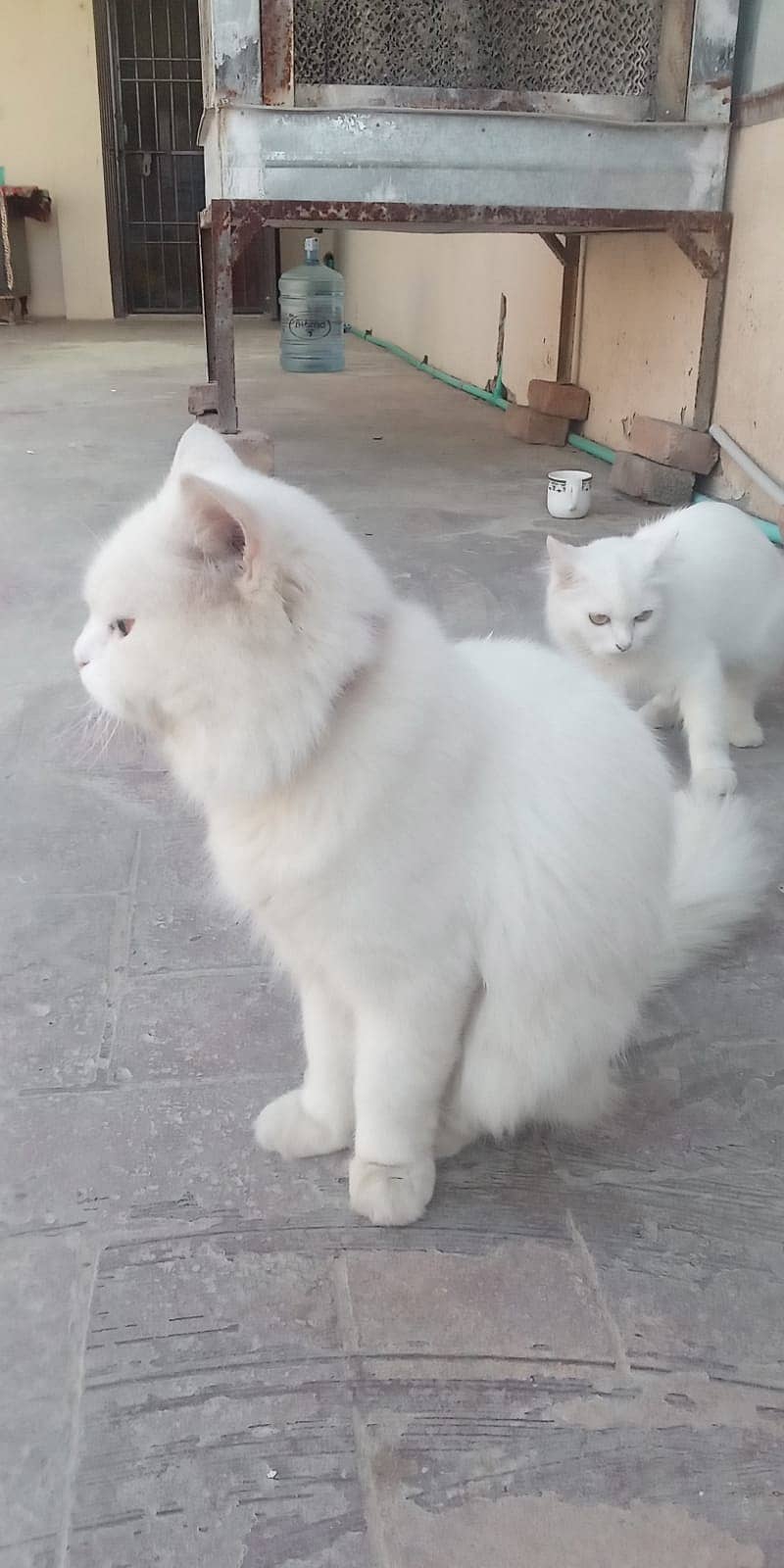 Persian cat male for sale 1