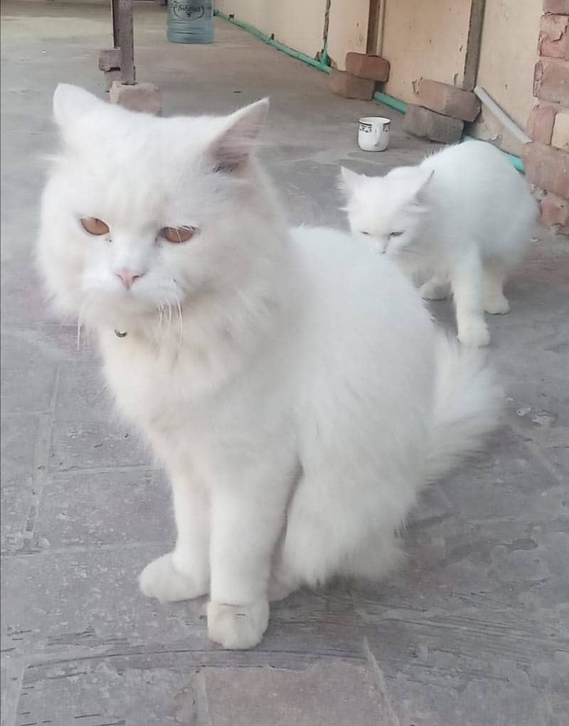 Persian cat male for sale 2