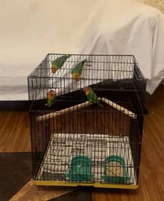 green fisher parrots for sale