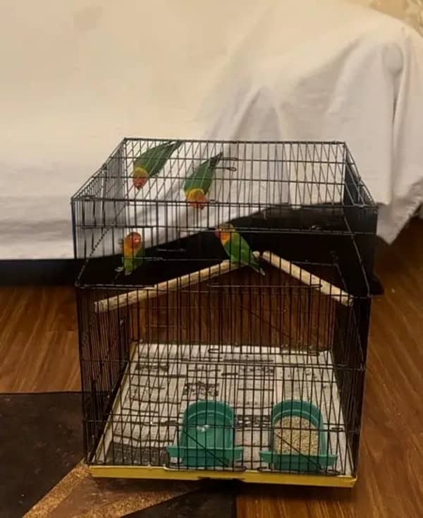 green fisher parrots for sale 0