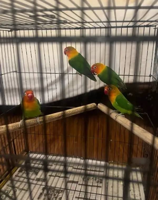 green fisher parrots for sale 1