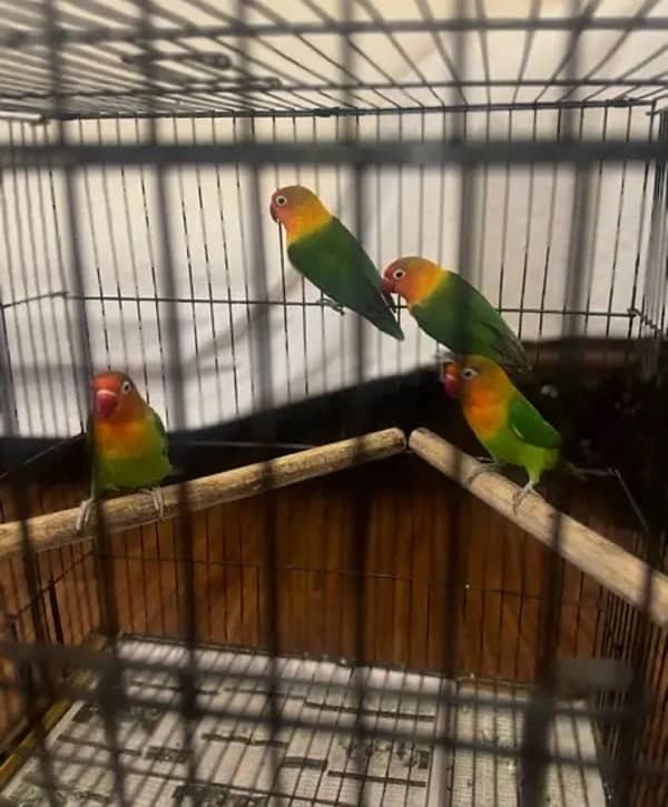 green fisher parrots for sale 2