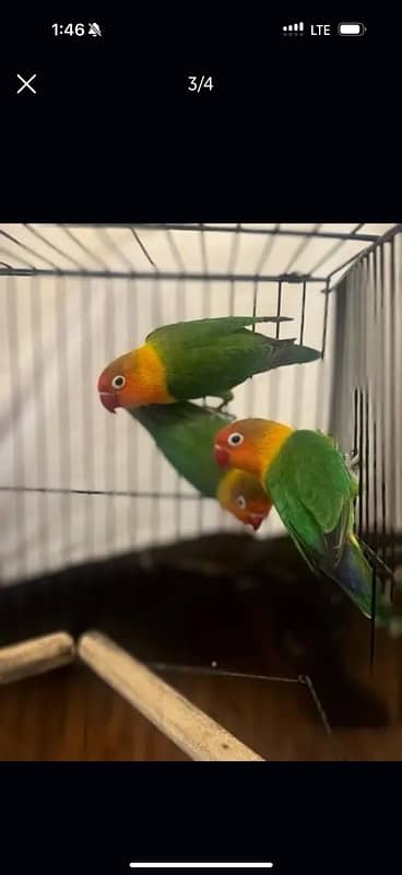 green fisher parrots for sale 3