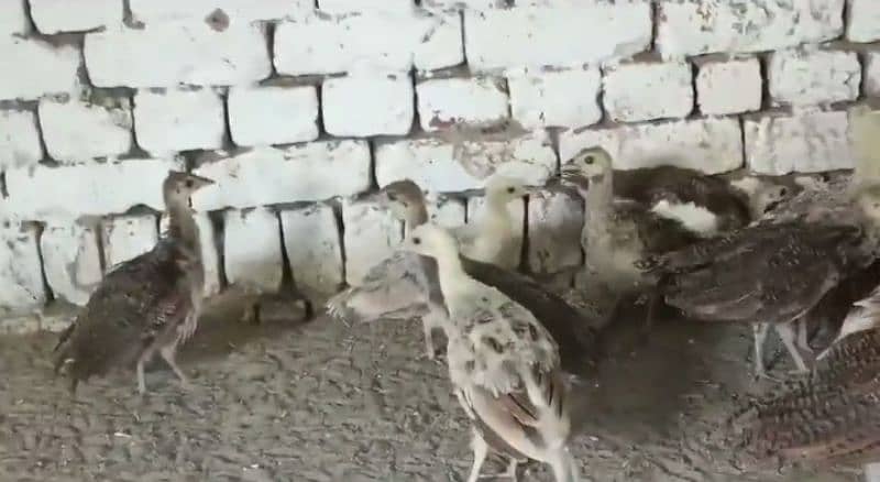 Peacock Chicks | Peacock breeder pairs | Peacock eggs 0