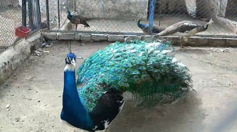 Peacock Chicks | Peacock breeder pairs | Peacock eggs 1