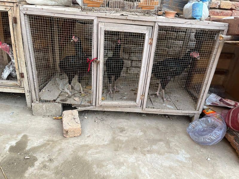 2 woden cage for sale 1