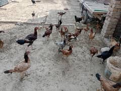 Aseel Hens for sale