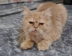 Persian cat male