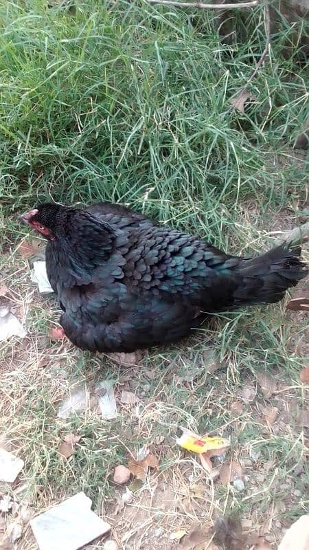 I want to sell these two aseel hens 1