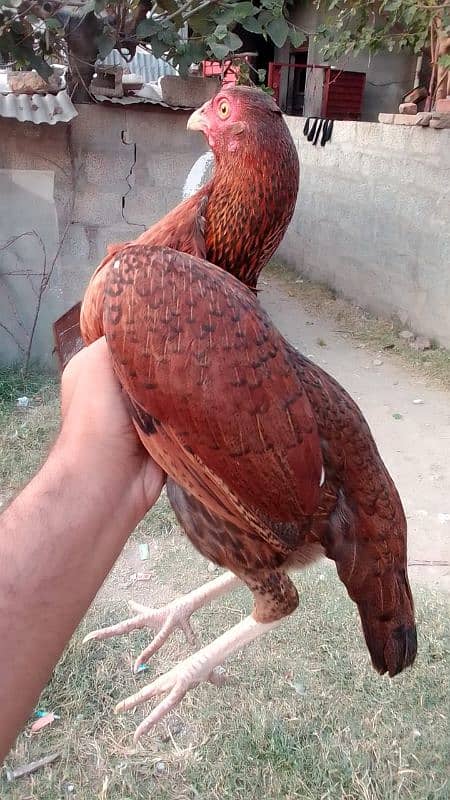 I want to sell these two aseel hens 3