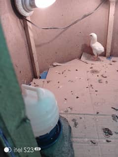 white shamo 1 week old chicks