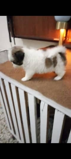 SHIHTZU (shitzu)EXTREME QUALITY PUPPS FOR SALE