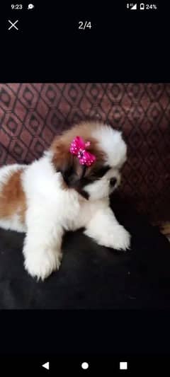 SHIHTZU