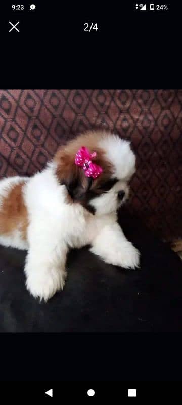 SHIHTZU (shitzu)EXTREME QUALITY PUPPS FOR SALE 0