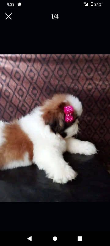 SHIHTZU (shitzu)EXTREME QUALITY PUPPS FOR SALE 1