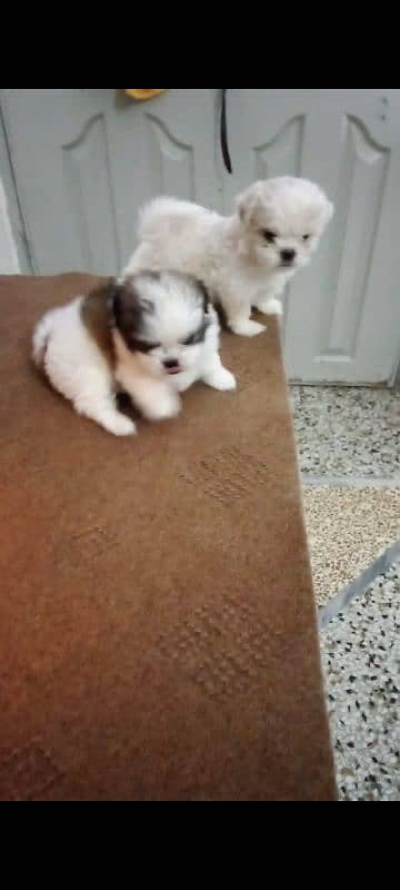 SHIHTZU (shitzu)EXTREME QUALITY PUPPS FOR SALE 2