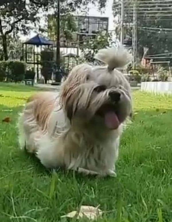 SHIHTZU (shitzu)EXTREME QUALITY PUPPS FOR SALE 3