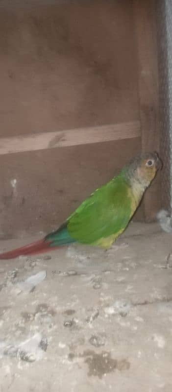 conure 0