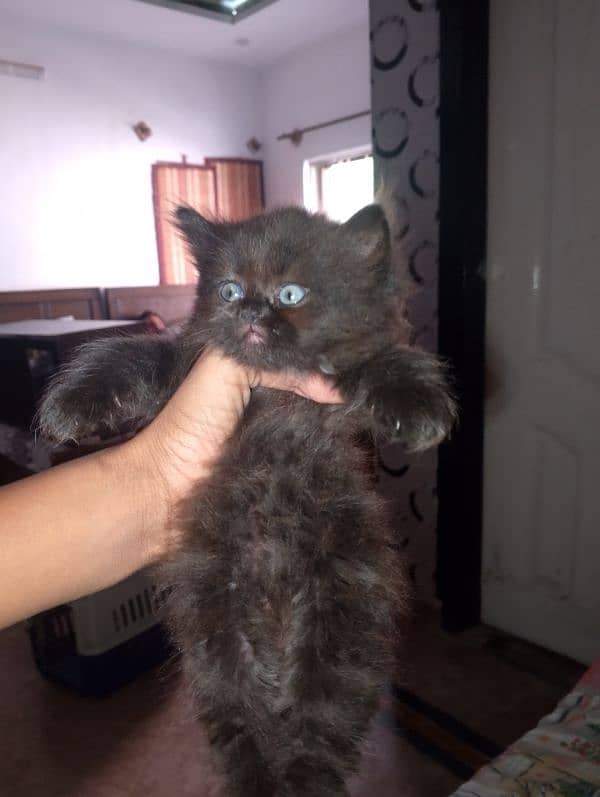 Persian kitten available for sale 0