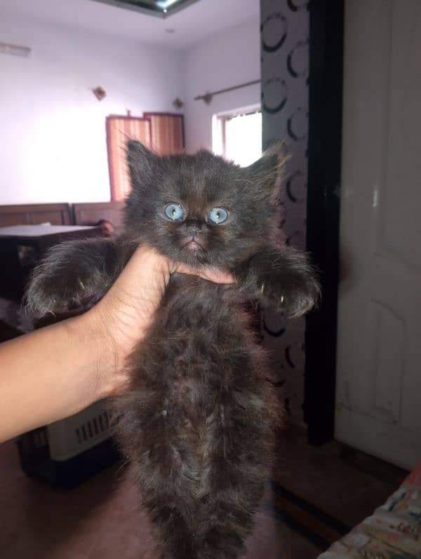 Persian kitten available for sale 1