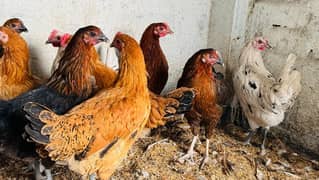 Golden Misri Hens / Desi Hens And Murgha Available