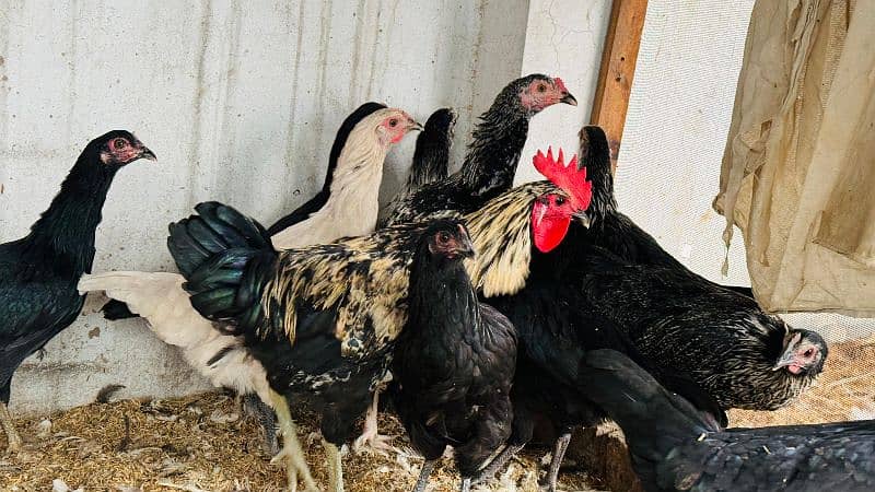 Golden Misri Hens / Desi Hens And Murgha Available 1