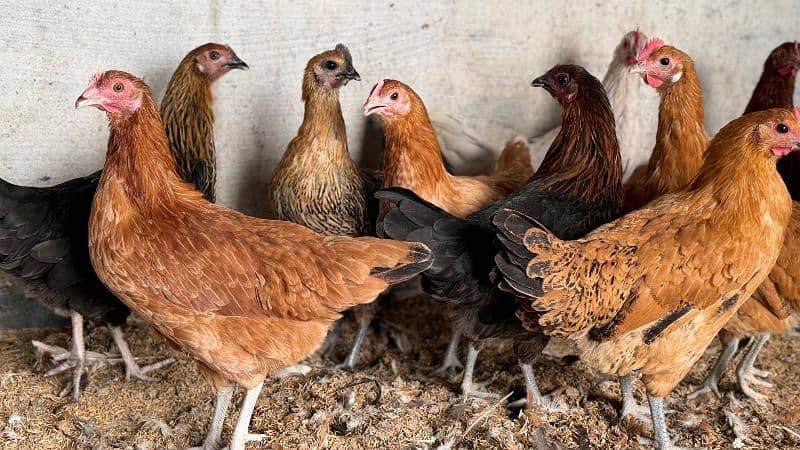 Golden Misri Hens / Desi Hens And Murgha Available 3