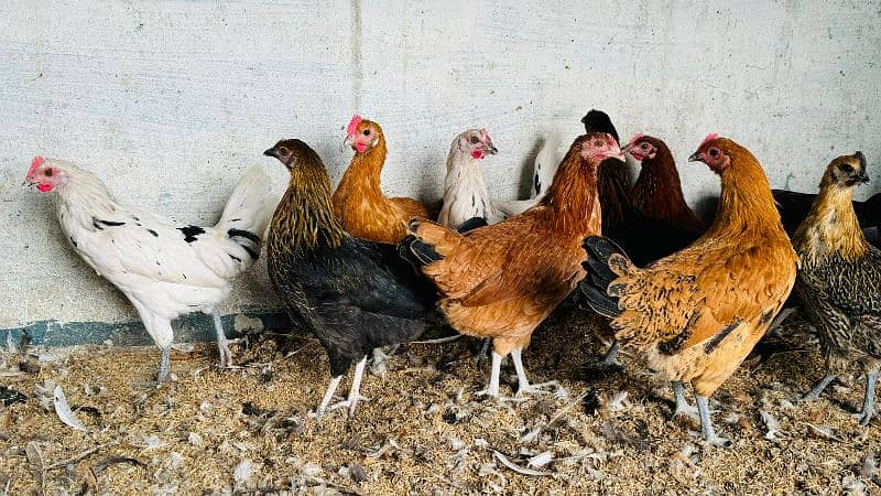 Golden Misri Hens / Desi Hens And Murgha Available 4