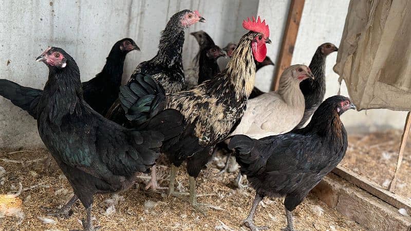 Golden Misri Hens / Desi Hens And Murgha Available 5