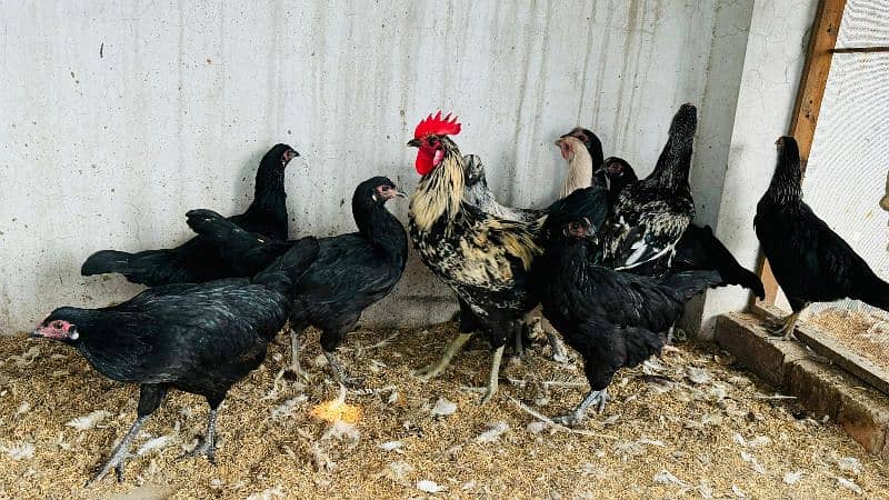 Golden Misri Hens / Desi Hens And Murgha Available 6